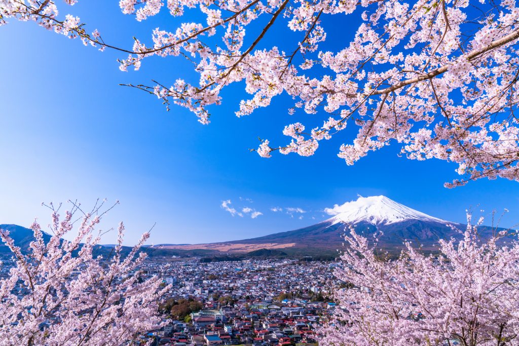 Mount Fuji and Cherry Blossom Trees